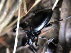 Carabinae