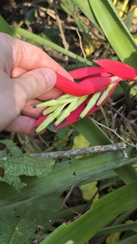 Billbergia amoena, photograph 3
