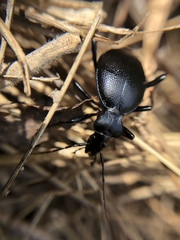 Carabinae
