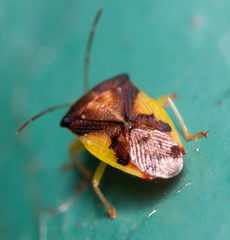 Elasmostethus nubilus