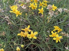 Haploesthes fruticosa