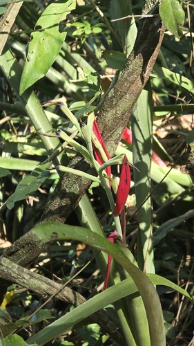 Billbergia amoena, photograph 4