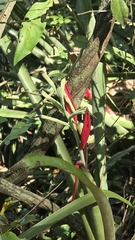 Billbergia amoena, photograph (c) Paulo Mascaretti, some rights reserved (CC BY)