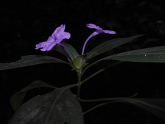Ruellia jussieuoides