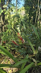 Billbergia amoena, photograph (c) Paulo Mascaretti, some rights reserved (CC BY)