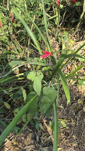 Billbergia amoena, photograph 6