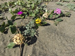 Yellow Sand Verbena (Abronia latifolia)