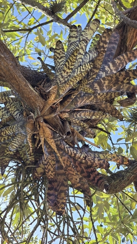 Aechmea fosteriana, photograph 3