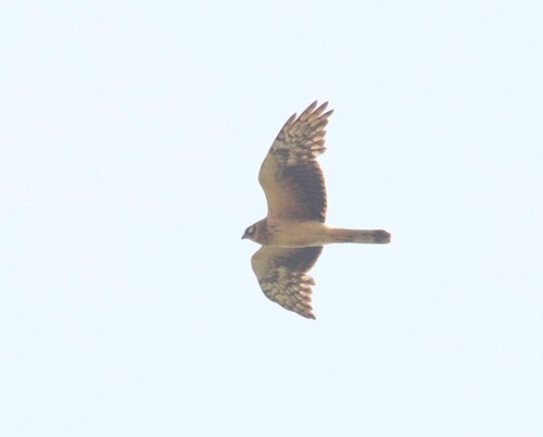 iNaturalist image