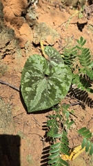 Dioscorea dodecaneura