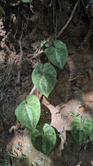 Dioscorea dodecaneura, photograph (c) Paulo Mascaretti, some rights reserved (CC BY)