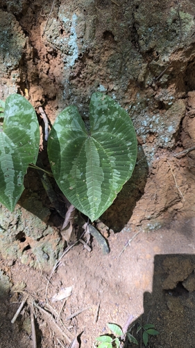 Dioscorea dodecaneura, photograph 3