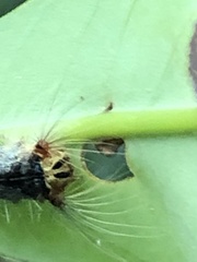 Lymantria xylina