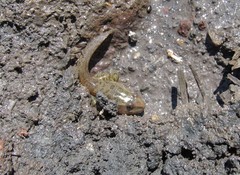 Lithobates neovolcanicus