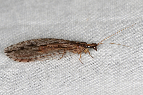 Stenosmylus stenopterus