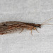 Stenosmylus stenopterus - Photo (c) Matt Campbell,  זכויות יוצרים חלקיות (CC BY-NC), הועלה על ידי Matt Campbell