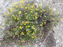 Haploesthes fruticosa