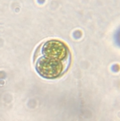 Oocystis