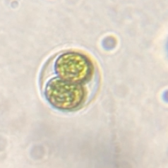 Oocystis
