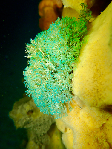 Virididentula dentata observed 2026-05-09