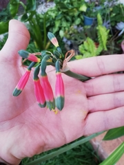 Phaedranassa carmiolii