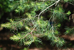 Pinus glabra