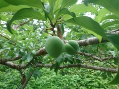 Prunus salicina