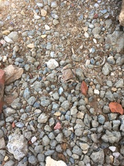 Limnodynastes dumerilii dumerilii