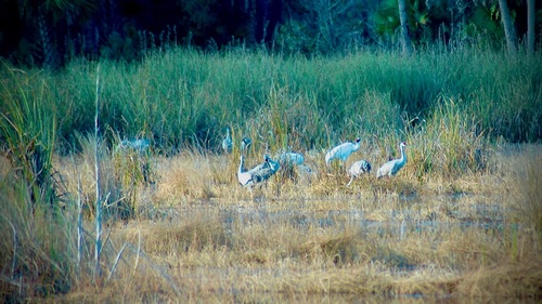 Gruidae image