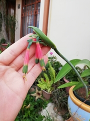 Phaedranassa carmiolii