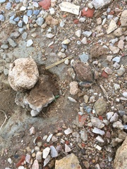 Limnodynastes dumerilii dumerilii