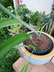 Phaedranassa carmiolii