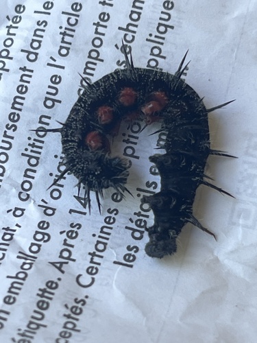 Mourning Cloak