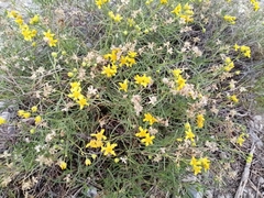 Haploesthes fruticosa