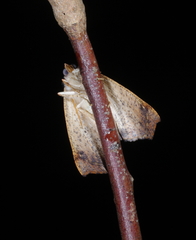 Mnesampela comarcha