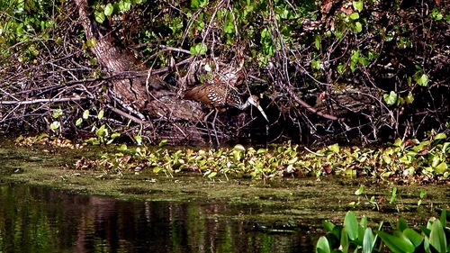 Aramidae image