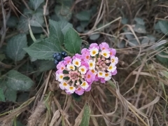 Lantana camara