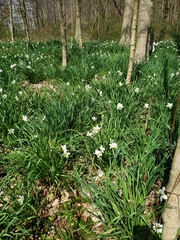 Narcissus poeticus