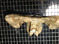 Phazaca leucocephala