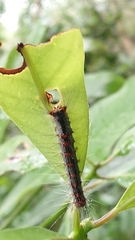 Lymantria xylina