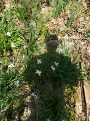 Narcissus poeticus
