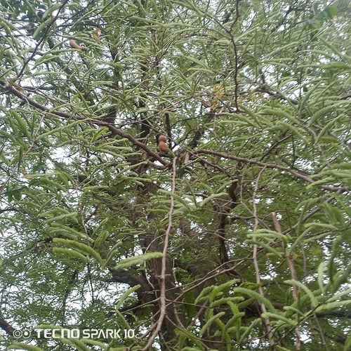 Tamarind