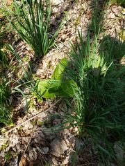 Narcissus poeticus