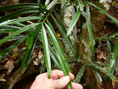 Podocarpus grayae