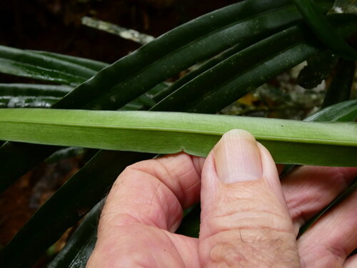 Podocarpus grayae, photograph 2