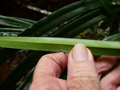 Podocarpus grayae, photograph (c) Steve Fitzgerald, some rights reserved (CC BY-SA)