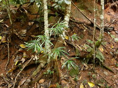 Podocarpus grayae, photograph (c) Steve Fitzgerald, some rights reserved (CC BY-SA)