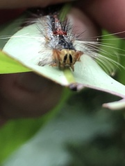 Lymantria xylina