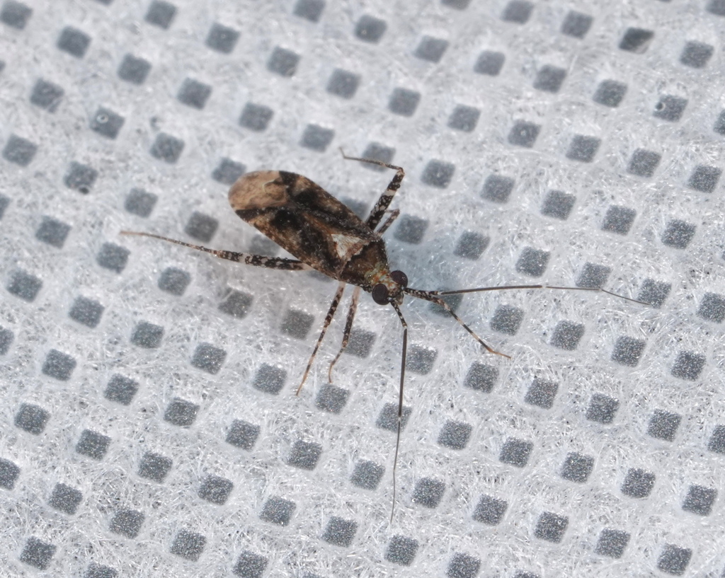 Phytocoris purvus