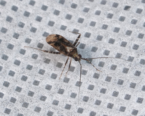 Phytocoris purvus